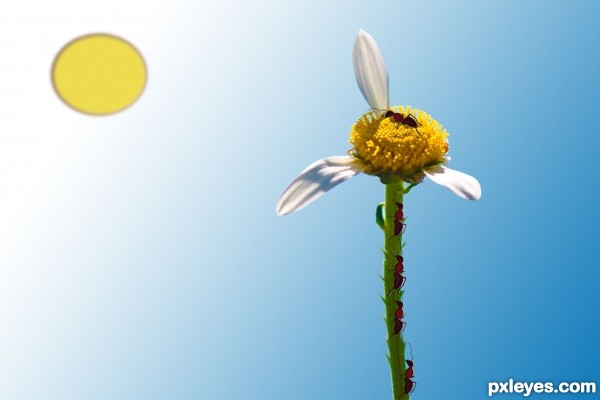 Creation of She(Ant) Loves Me(Flower) :): Step 5