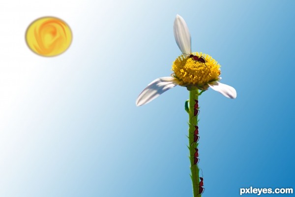 Creation of She(Ant) Loves Me(Flower) :): Step 6