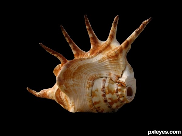 Creation of Shell Creature: Step 1