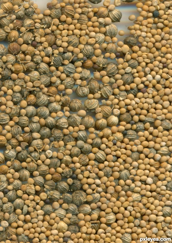 Creation of Pepper and Mustard Seed Sit : Step 1