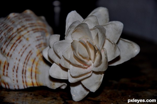 Hand work with shells
