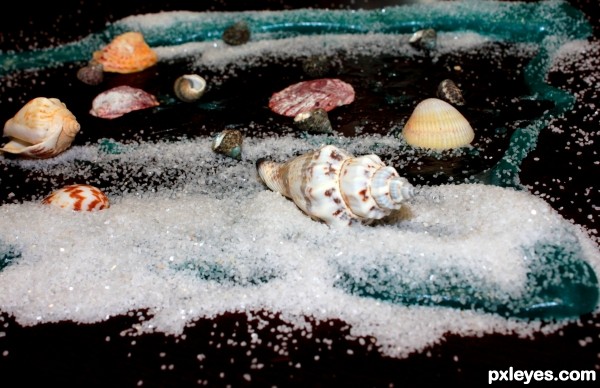 Shells Washing Up