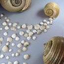 shells 2 photography contest