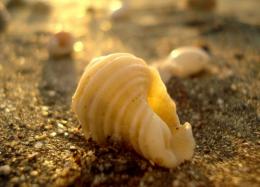 Today is a smooth white seashell, hold it close and listen to the beauty of the hours - Unknown