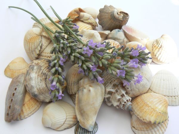 Lavender shells