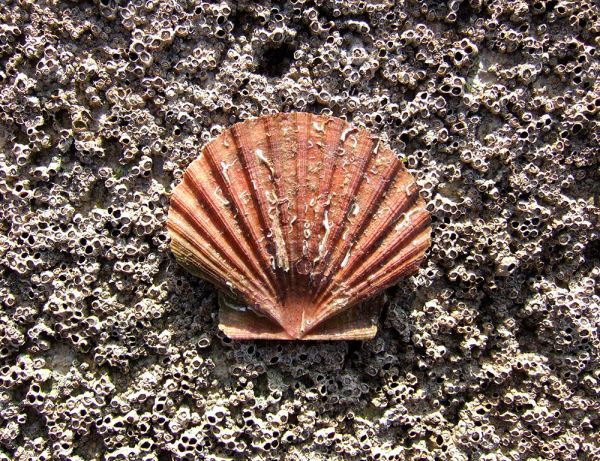 Shell on barnacles