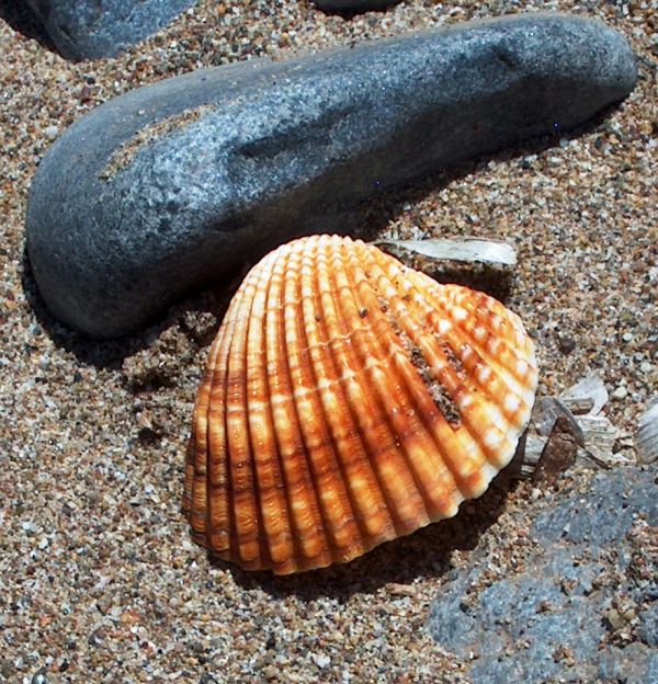 on the beach