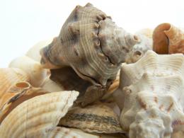 Shells Picture