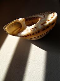 Light and shell