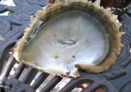 abalone