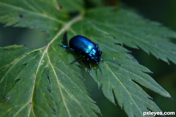 Shiny Bug