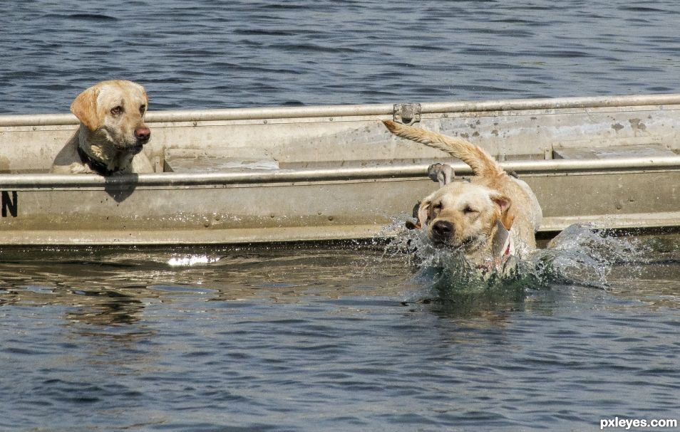 Two dogs in a jon boat