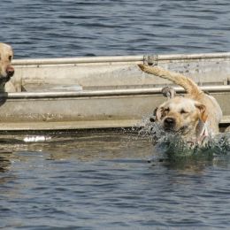 Twodogsinajonboat