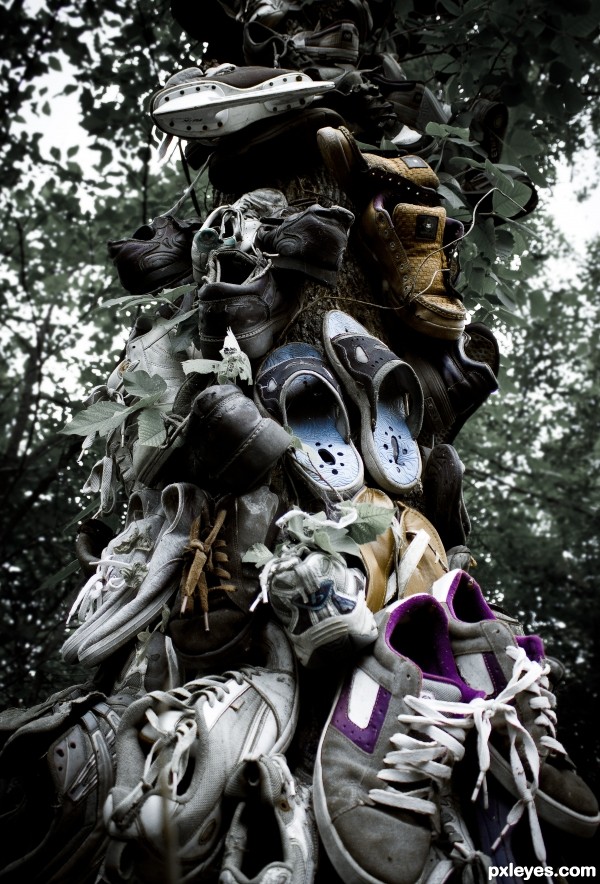 Shoe Tree