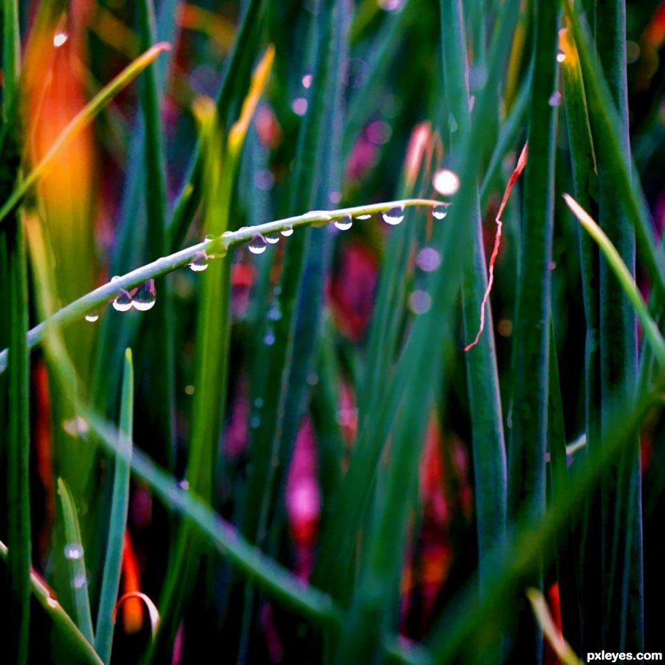 Through the Onion Patch