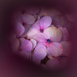 SecretsoftheHydrangea