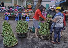 Artichoke Debate