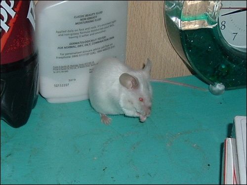 Creation of ride a mouse: Step 1