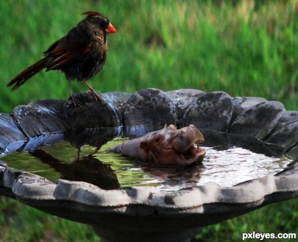 Creation of Bird Bath Hippo: Final Result