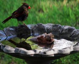 BirdBathHippo