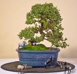 Bonsai Big Horns