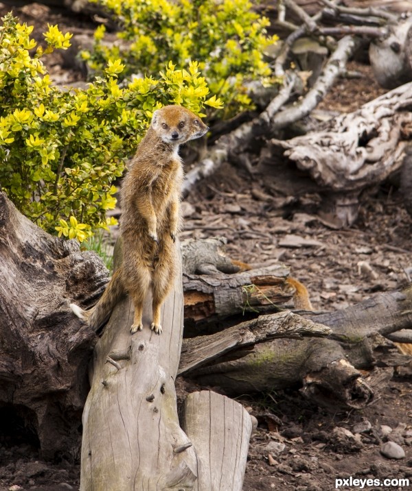 Creation of Double headed mongoose: Final Result