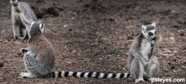 Creation of Unlucky lemurs: Final Result