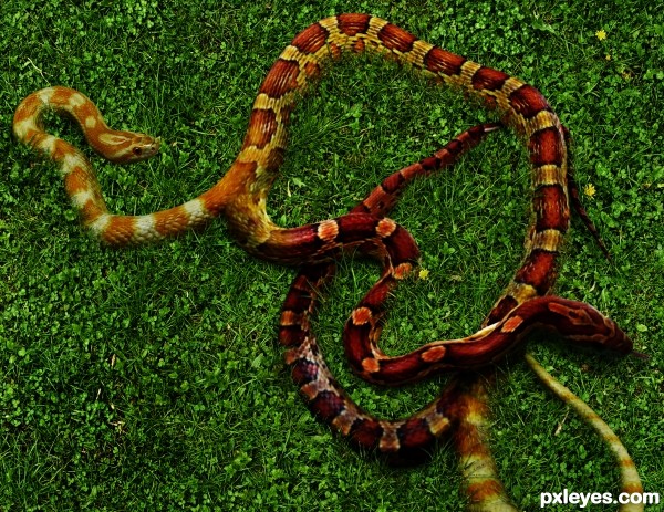 twins snake