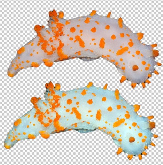 Creation of Spliced Crab Twin: Step 1