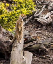 Double headed mongoose