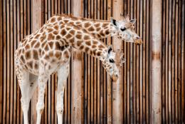 Girafes