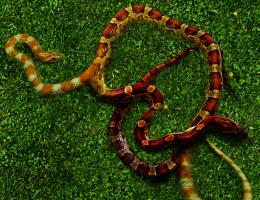 twinssnake