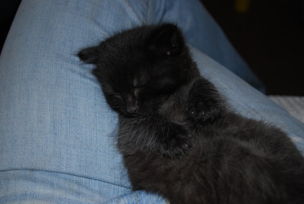 sleeping kitten