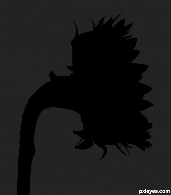 A Sunflower Silhouette