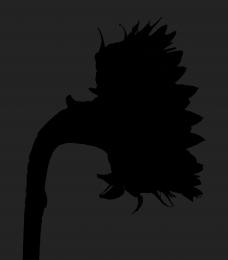 A Sunflower Silhouette