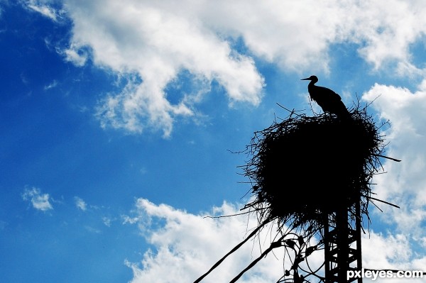 Stork in its nest.