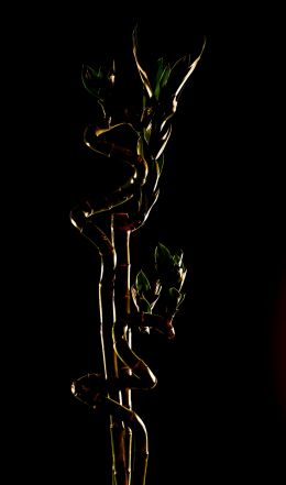 Lucky Bamboo