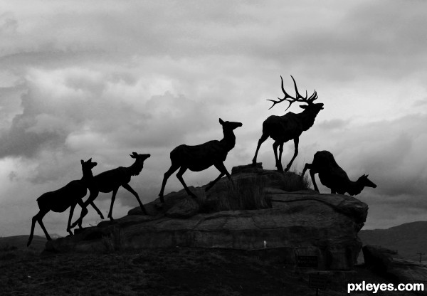 Elk photoshop picture)