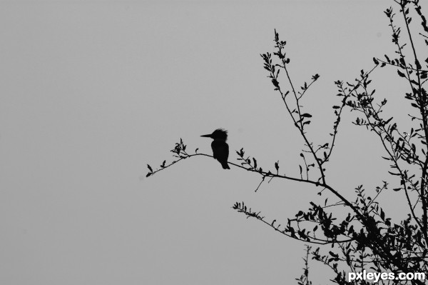 Out on a limb