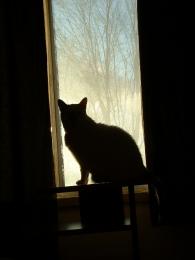 Phoebe 