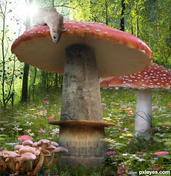 Giant fungi