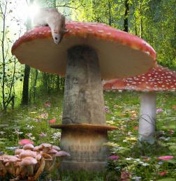 Giant fungi