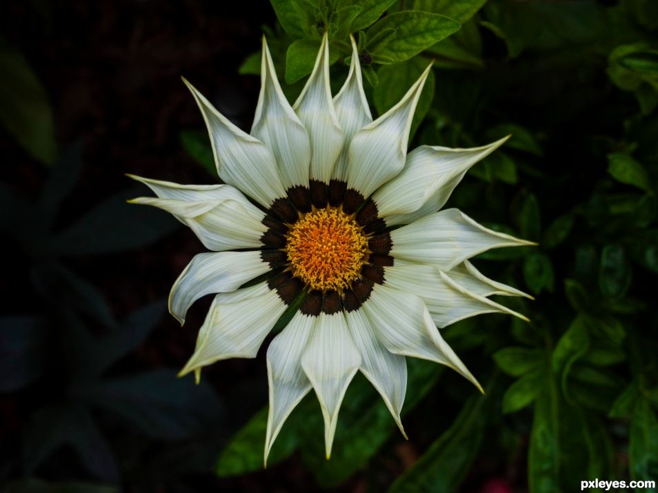 Gazania