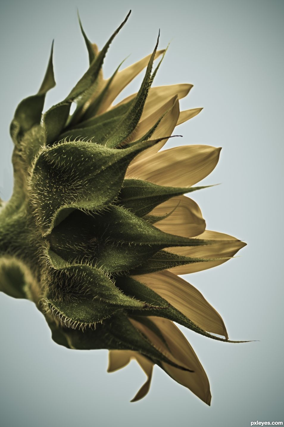 Sunflower from the side