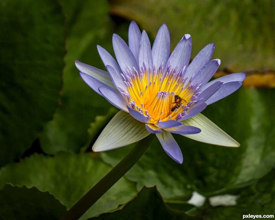 Water Lily