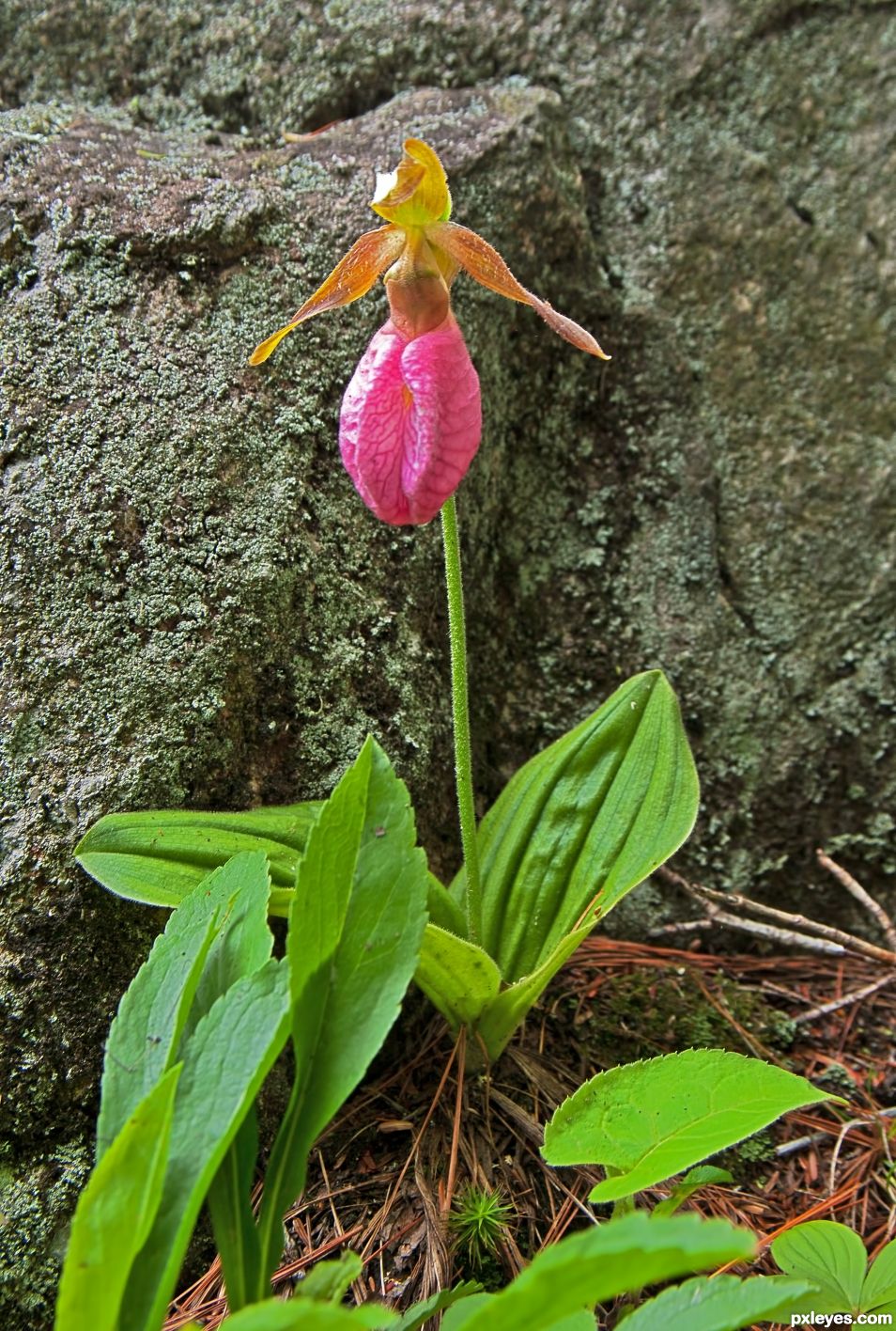 Mountain Flower