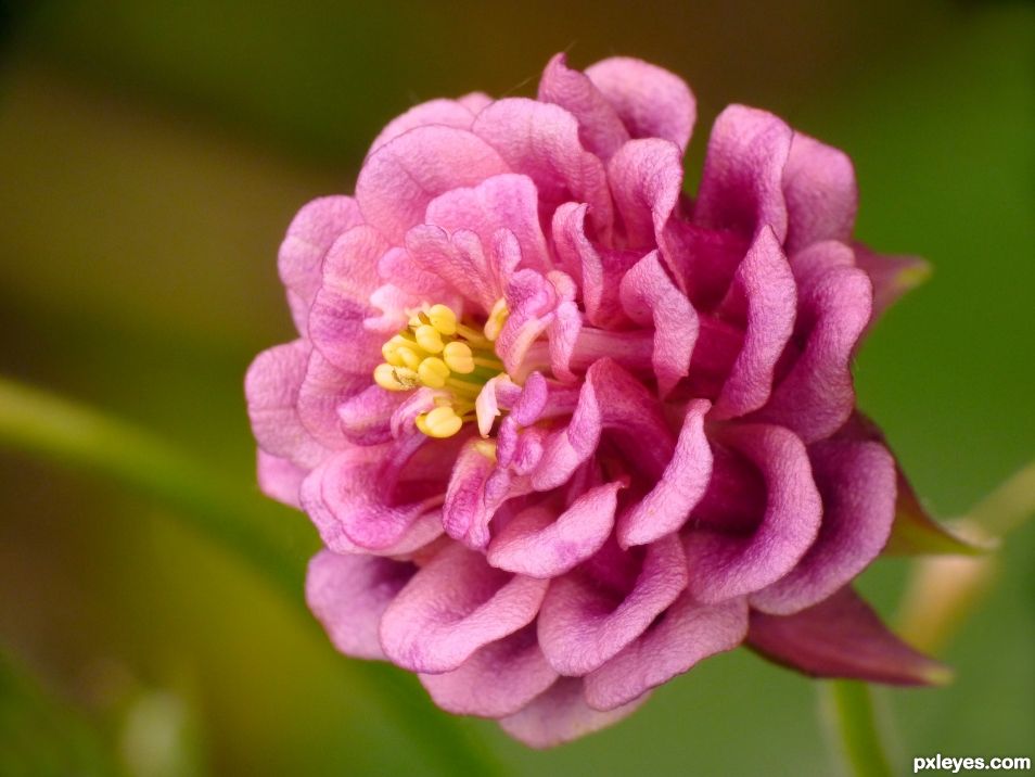 Double flowered columbine