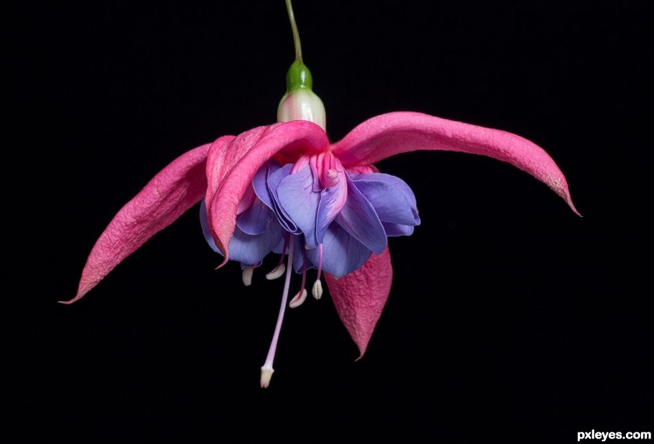 Fuschia