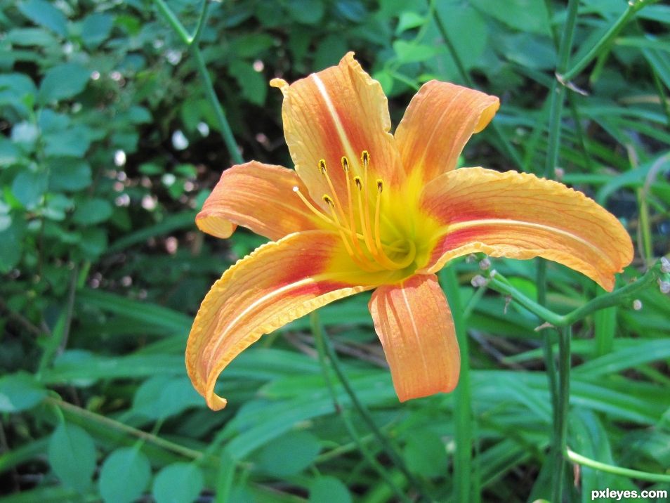 Day Lily