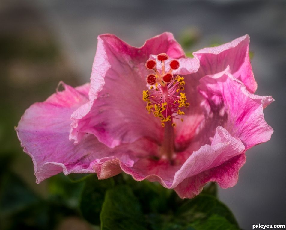 Hibiscus